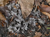 Thelephora penicillata 10, Penseelfranjezwam, Saxifraga-Luuk Vermeer