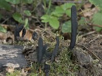 Xylaria longipes 4, Esdoornhoutknotszwam, Saxifraga-Willem van Kruijsbergen