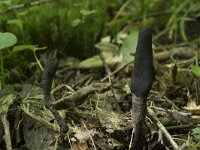 Xylaria longipes 7, Esdoornhoutknotszwam, Saxifraga-Willem van Kruijsbergen (2)