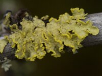 Vulpicida pinastri