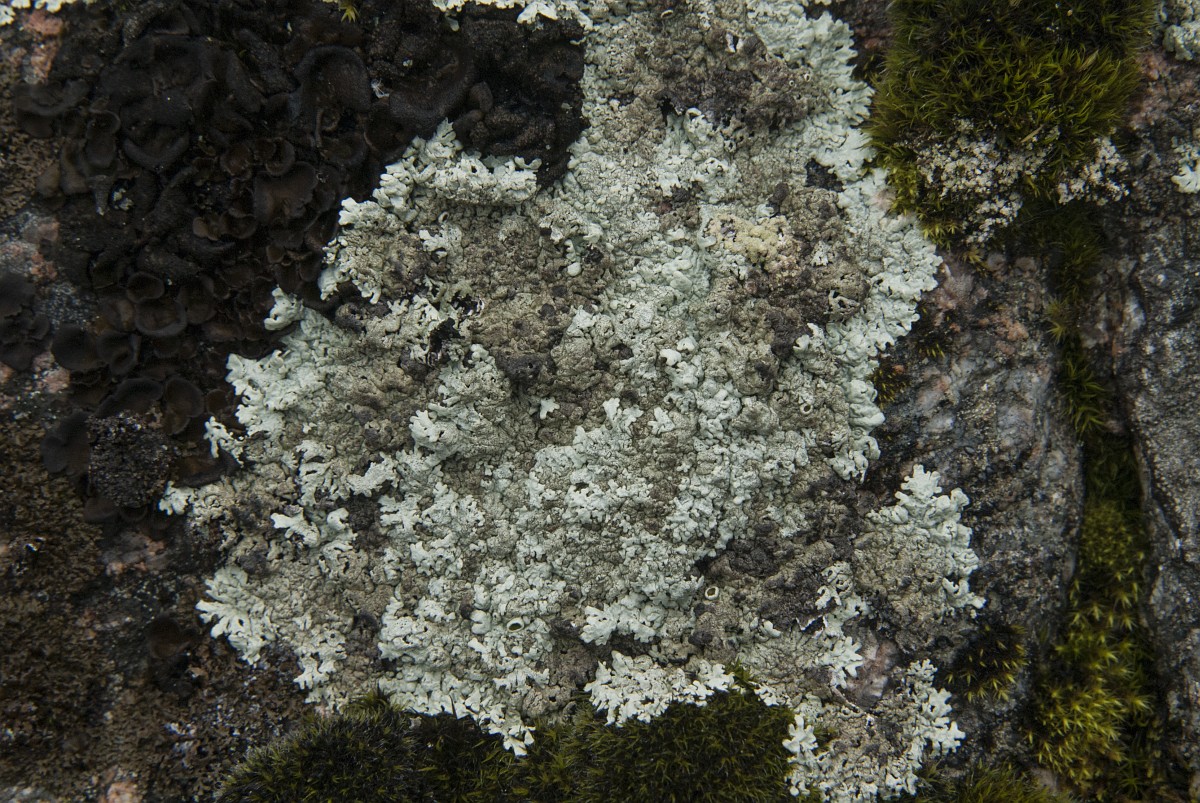 Physcia dubia