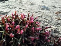 Gelidium pusillum 3, Klein geleiwier, Saxifraga-Sytske Dijksen