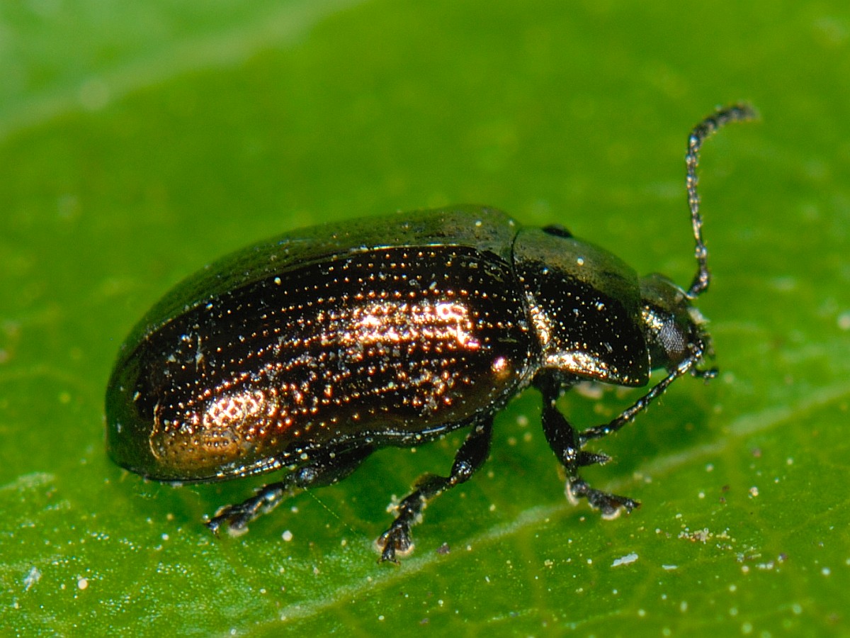 Phratora sp