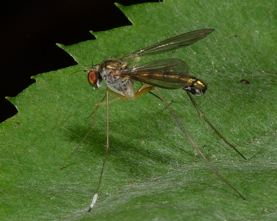 Sciapus platypterus