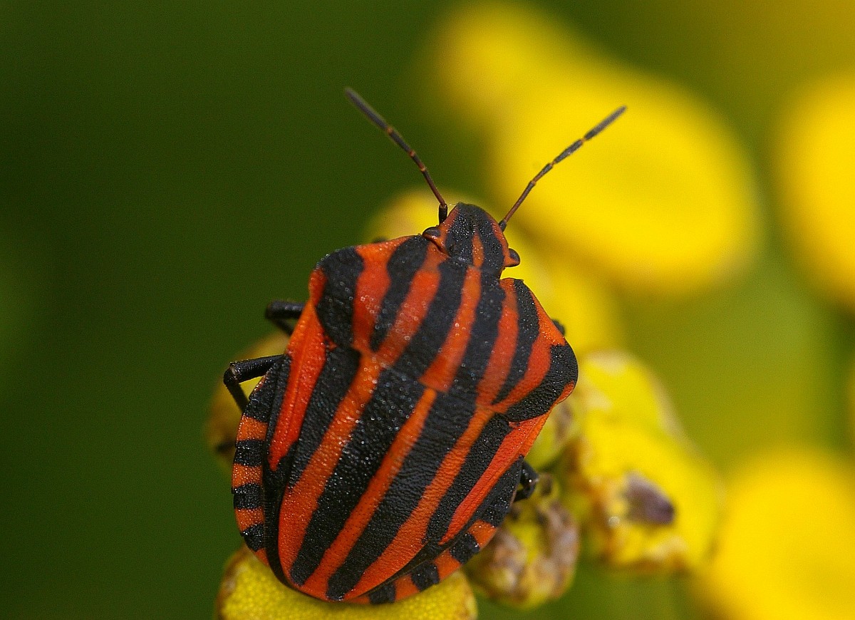 Graphosoma lineatum, Striped Shield Bug