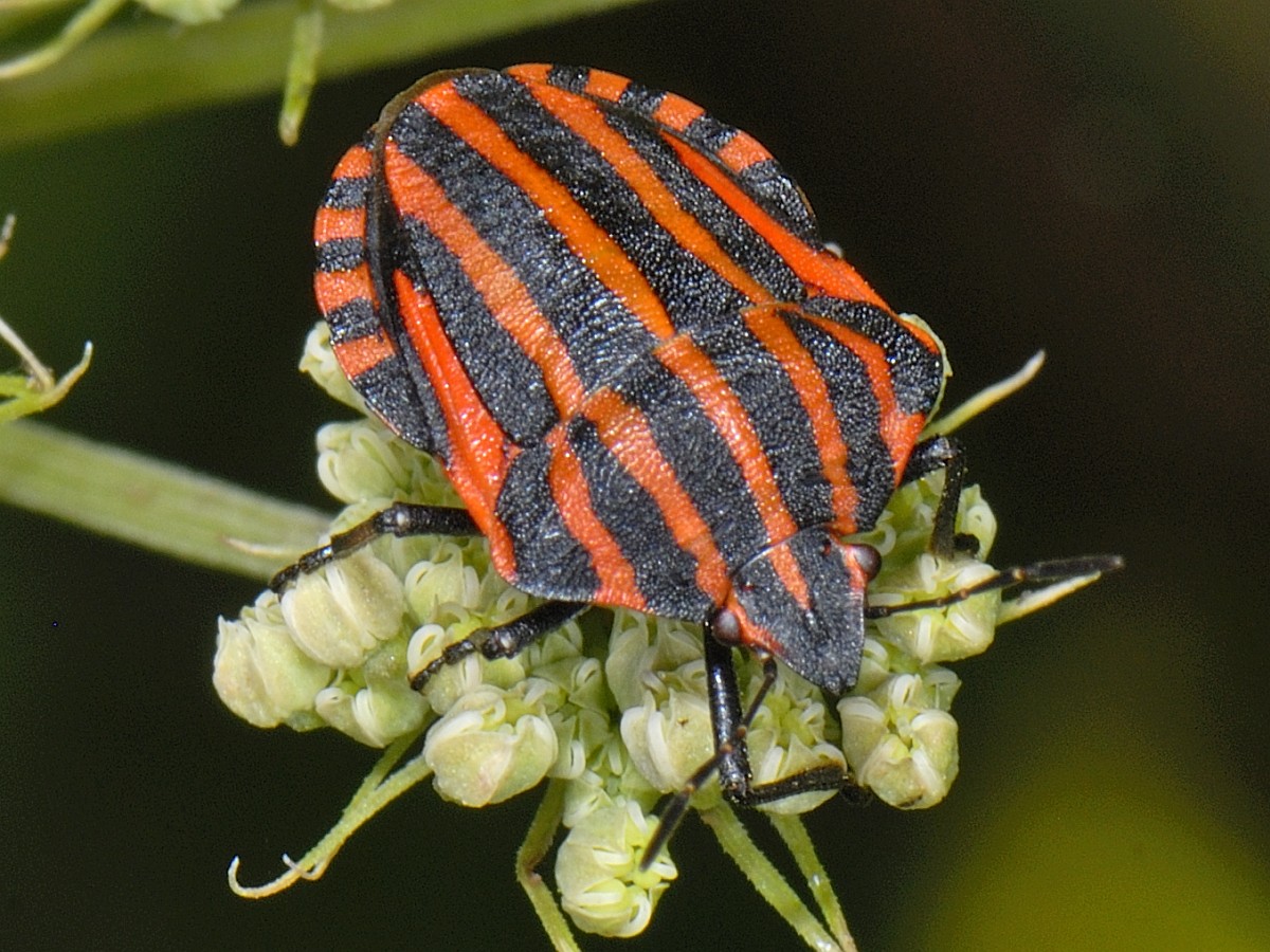 Graphosoma lineatum, Striped Shield Bug