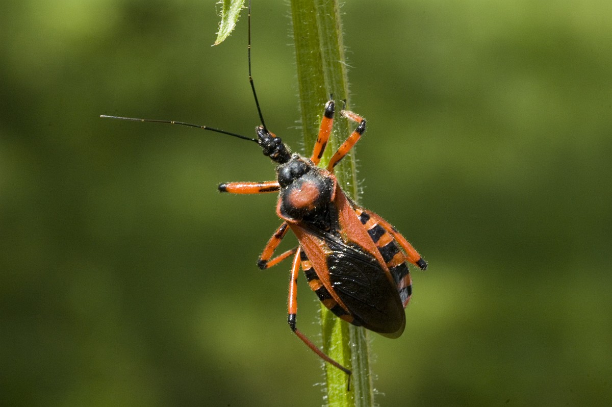 Rhinocoris iracundus, Orange Assassin Bug