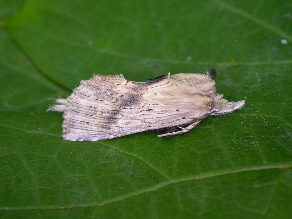Pterostoma palpina, Pale Prominent