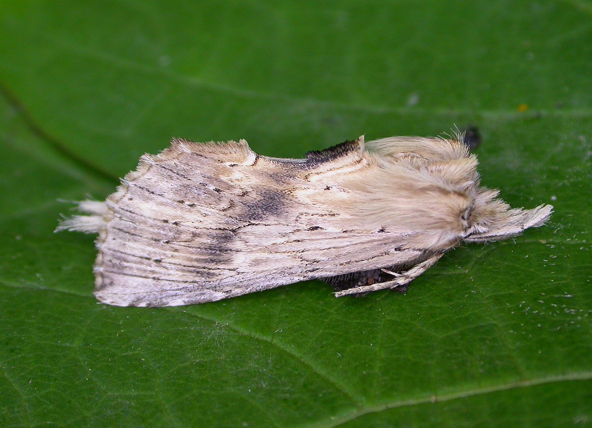 Pterostoma palpina, Pale Prominent