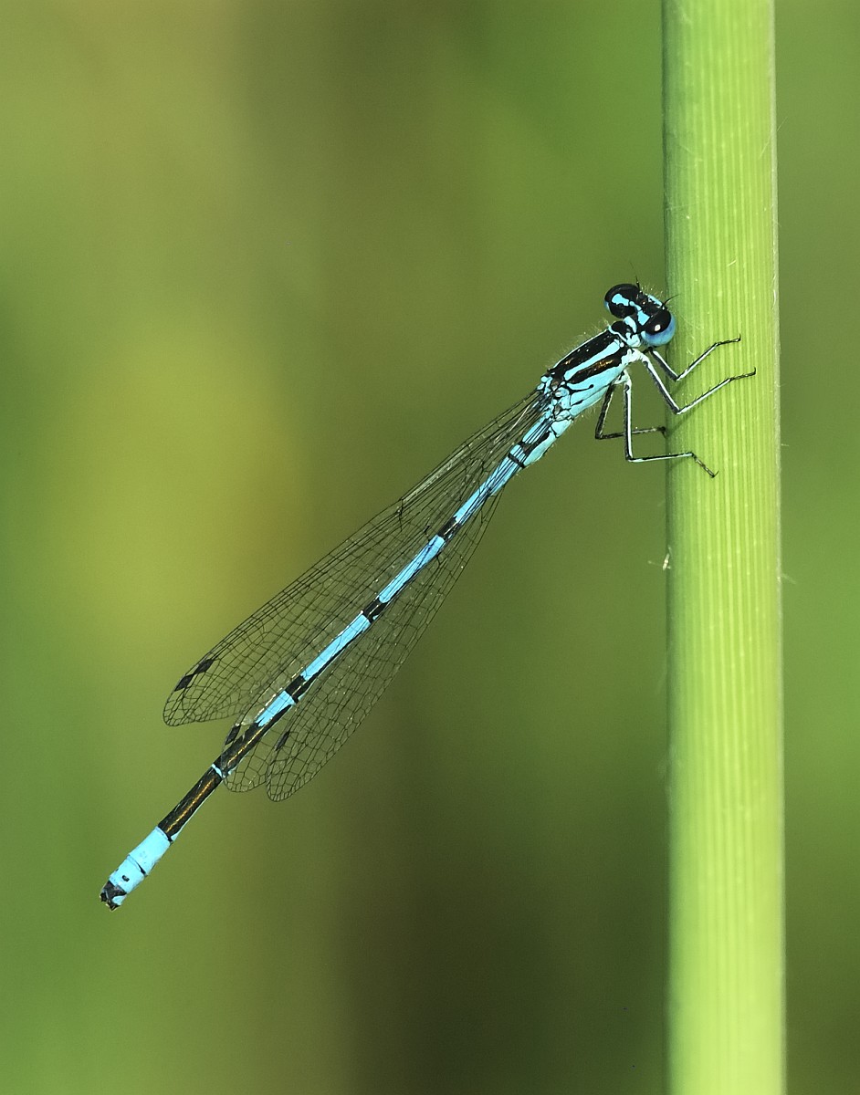 Coenagrion puella, Azure Damselfly