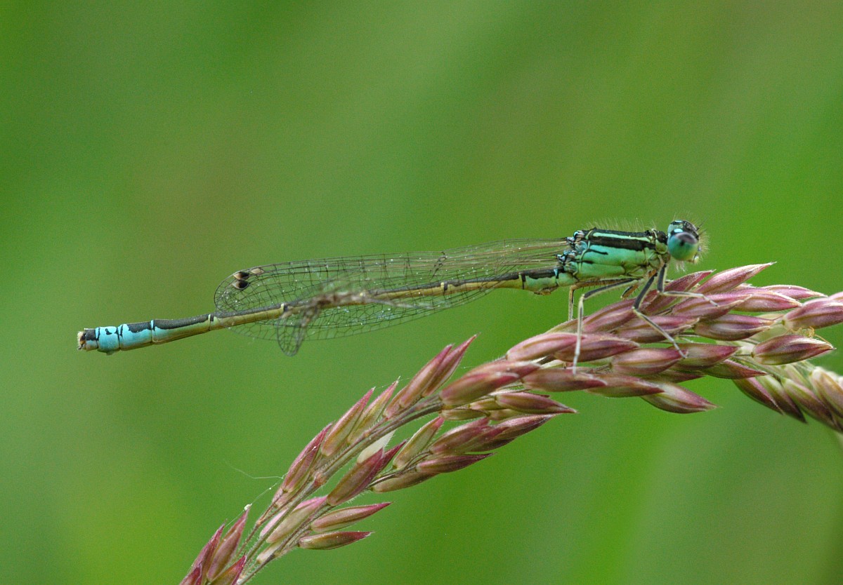 Ischnura pumilio, Scarce Blue-tailed Damselfly