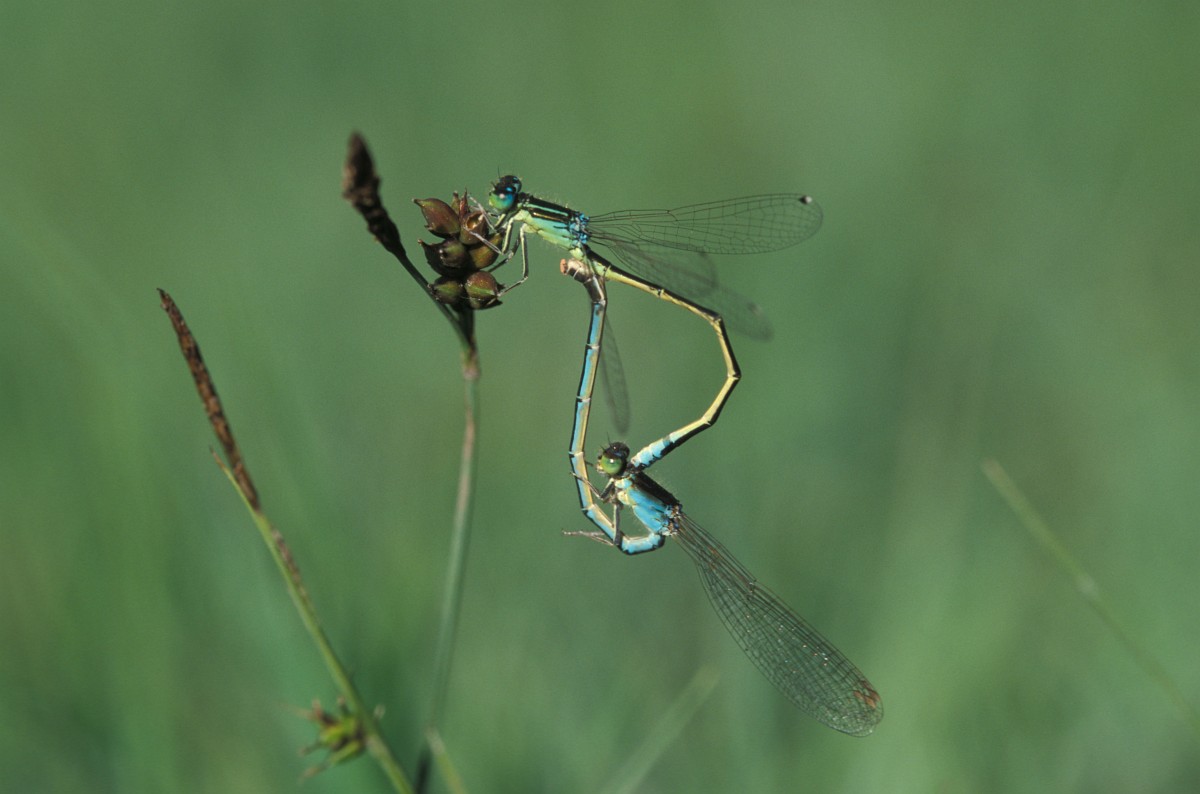 Ischnura pumilio, Scarce Blue-tailed Damselfly