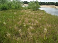 Agrostis hyemalis 1, Klein struisgras, Saxifraga-Rutger Barendse