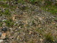 Agrostis hyemalis 2, Klein struisgras, Saxifraga-Rutger Barendse