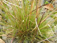 Agrostis hyemalis 5, Klein struisgras, Saxifraga-Rutger Barendse