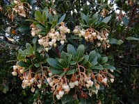 Arbutus unedo 28, Saxifraga-Ed Stikvoort