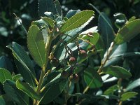 Arbutus unedo 31, Saxifraga-Jan van der Straaten