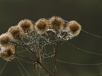 Arctium lappa 40, Grote klit, Saxifraga-Jan Nijendijk