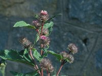 Arctium minus 34. Gewone klit, Saxifraga-Jan van der Straaten