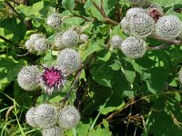 Arctium tomentosum 34, Donzige klit, Saxifraga-Hans Grotenhuis