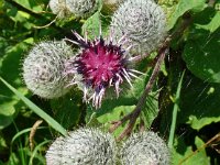 Arctium tomentosum 35, Donzige klit, Saxifraga-Hans Grotenhuis