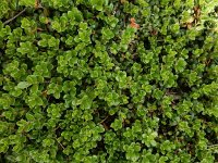 Arctostaphylos uva-ursi 24, Berendruif, Saxifraga-Ed Stikvoort