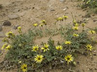 Arctotheca calendula 34, Saxifraga-Jan van der Straaten