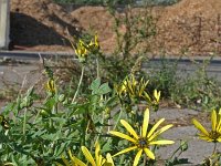 Arctotheca calendula 60, Saxifraga-Jeroen Willemsen