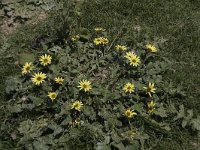 Arctotheca calendula 61, Saxifraga-Willem van Kruijsbergen