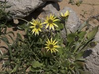 Arctotheca calendula 62, Saxifraga-Willem van Kruijsbergen