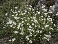 Arenaria grandiflora 5, Saxifraga-Willem van Kruijsbergen