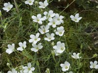 Arenaria grandiflora 6, Saxifraga-Willem van Kruijsbergen