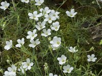 Arenaria grandiflora 7, Saxifraga-Willem van Kruijsbergen