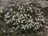 Arenaria grandiflora 9, Saxifraga-Willem van Kruijsbergen