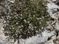 Arenaria moehringioides