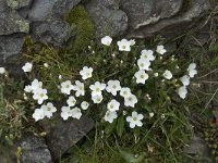 Arenaria montana 23, Saxifraga-Willem van Kruijsbergen