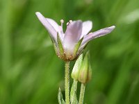 Arenaria purpurescens