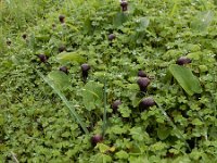 Arisarum simorrhinum 8, Saxifraga-Ed Stikvoort