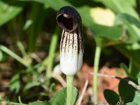 Arisarum vulgare ssp simorrhinum 31, Saxifraga-Sonja Bouwman  Gekapperde kalfsvoet, Friar's cowl - Arisarum vulgare ssp. simorrhinum - Ariaceae familie; Sagres (Pt)