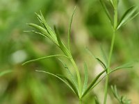 Asperula capitata