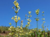 Asperula glomerata