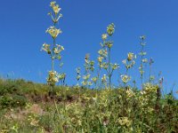 Asperula glomerata 2, Saxifraga-Ed Stikvoort