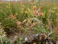 Asperula glomerata 3, Saxifraga-Ed Stikvoort