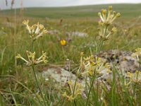 Asperula glomerata 4, Saxifraga-Ed Stikvoort