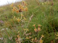 Asperula glomerata 5, Saxifraga-Ed Stikvoort