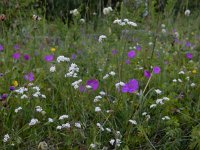 Asperula tinctoria