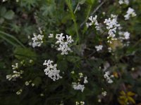 Asperula tinctoria 2, Saxifraga-Ed Stikvoort