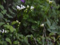 Asperula tinctoria 3, Saxifraga-Ed Stikvoort