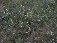 Asperula tinctoria 4, Saxifraga-Ed Stikvoort