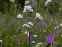 Asperula tinctoria 5, Saxifraga-Ed Stikvoort